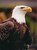 American Bald Eagle