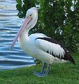 Picture Title - Poised Pelican
