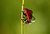 water ladybug