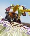Picture Title - Passionflower and bumble bee against the blue sky