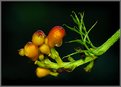 Picture Title - Flower Buds
