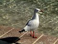 Picture Title - Bird watching