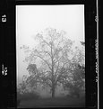 Picture Title - Black Walnut in the Fog