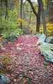 Picture Title - Red Leaf Path