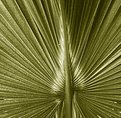 Picture Title - Palm Frond (Inner Flame)