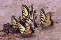 Picture Title - Eastern Swallowtail Butterflies