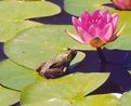 Picture Title - Pond Life