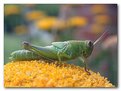 Picture Title - Grasshopper