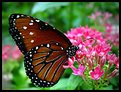 Picture Title - Queen Butterfly