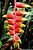 Heliconia