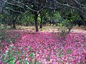 Picture Title - The Bougainville Carpet