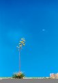 Picture Title - El maguey y la luna