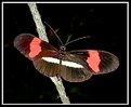 Picture Title - Parides Iphidamas