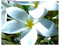 Picture Title - White Flower II