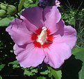 Picture Title - Rose of Sharon