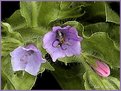 Picture Title - Purple Flowers - Watercolor