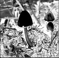 Picture Title - Negative Mushroom