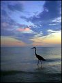 Picture Title - Heron at Sunset