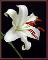 Picture Title - White Lily