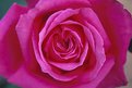 Picture Title - Pink Rose