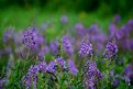 Picture Title - Wild Flowers