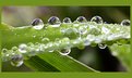 Picture Title - Some more dew drops