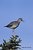 Lesser Yellowlegs, Alaska