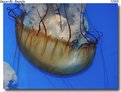 Picture Title - West Coast Sea Nettle/ Chrysoara fuscescens.