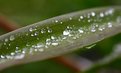Picture Title - crystal drops on leaf