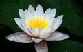 Picture Title - Lotus Flower