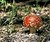 Wild Mushroom