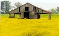 Picture Title - Fields of yellow