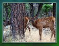 Picture Title - Peek a Boo-  I see you two!