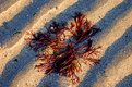 Picture Title - Seaweed and Sand