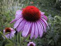 Picture Title - Echinacea
