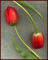 Picture Title - Tulip Design 2
