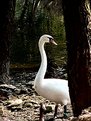 Picture Title - swan 2