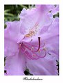 Picture Title - Rhododendron