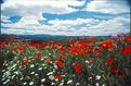 Picture Title - flowers  in the field