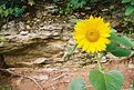 Picture Title - Sunflower and rocks