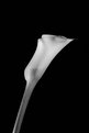 Picture Title - Calla Lily