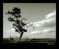Picture Title - tree, some clouds