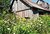 Wild flowers with old barns