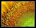 Picture Title - Close View to a Sunflower