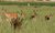 Deer along road