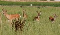 Picture Title - Deer along road