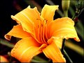 Picture Title - Have one of my DAYLILIES please