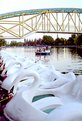 Picture Title - Swan Boats