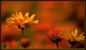 Picture Title - Marigold Garden