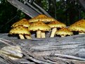 Picture Title - Mushrooms in a log